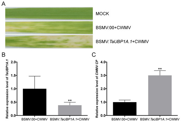 Silencing TaUBP1A.1 through BSMV-based virus-induced gene silencing (VIGS) significantly promoted CWMV infection in T. aestivum.