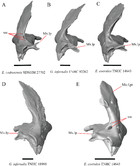 Variation in the skulls of Elgaria and Gerrhonotus (Anguidae ...