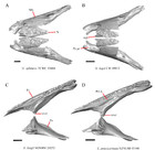 Variation in the skulls of Elgaria and Gerrhonotus (Anguidae ...