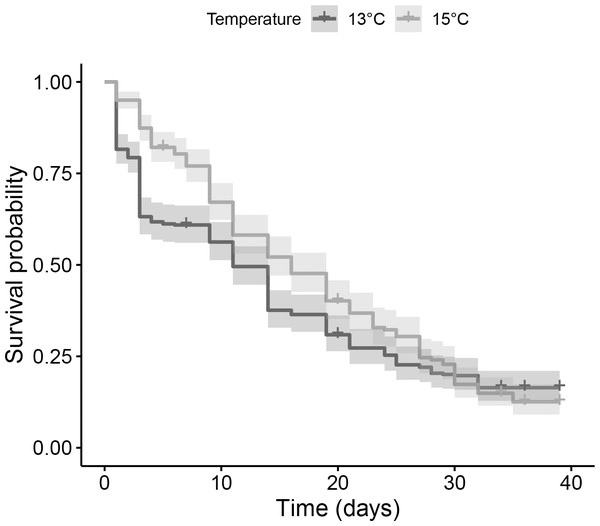 Comparison of Kaplan–Meier estimates of larvae survival of the species Dentomuricea aff. meteor under two temperature regimes.