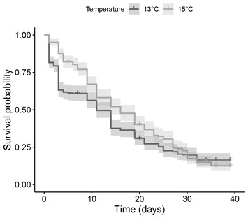 Embryo and larval biology of the deep-sea octocoral Dentomuricea aff ...