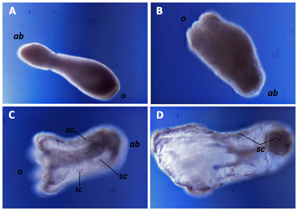 Pelagic metamorphosis of planulae of the octocoral species Dentomuricea aff. meteor.