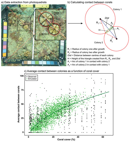 Measuring coral-coral competition in photoquadrats.
