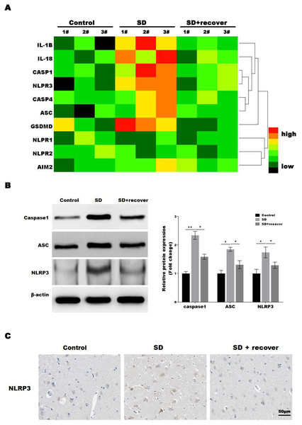 Sleep deprivation promoted the activation of NLRP3/caspase 1 pathway.