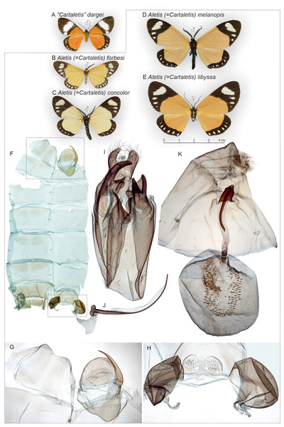 “Cartaletis” dargei (Noctuidae), external variation of selected Aletis (=Cartaletis) moths (Geometridae), and selected structures of Cartaletis libyssa.