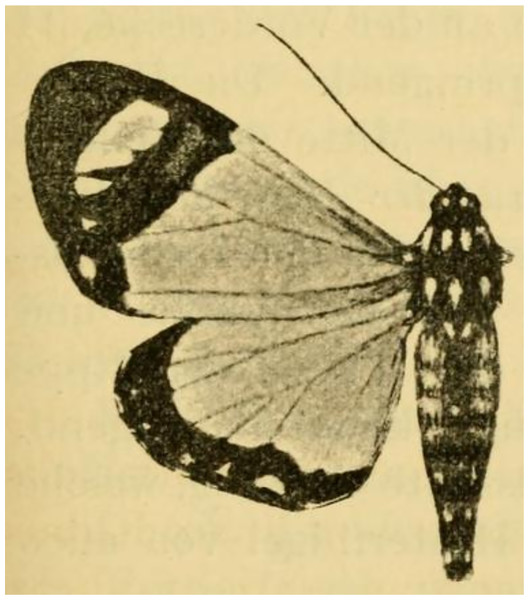 Holotype of Aletopus ruspina (Aurivillius, 1909) from Republic of the Congo.