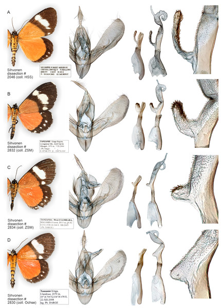 Variation of wings and male genitalia in genus Aletopus.