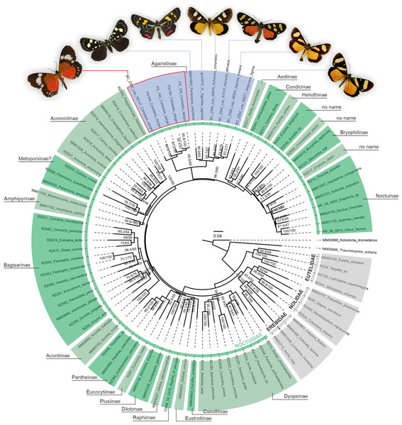 Phylogenetic relationships of Noctuidae, showing the position of “Cartaletis” dargei.