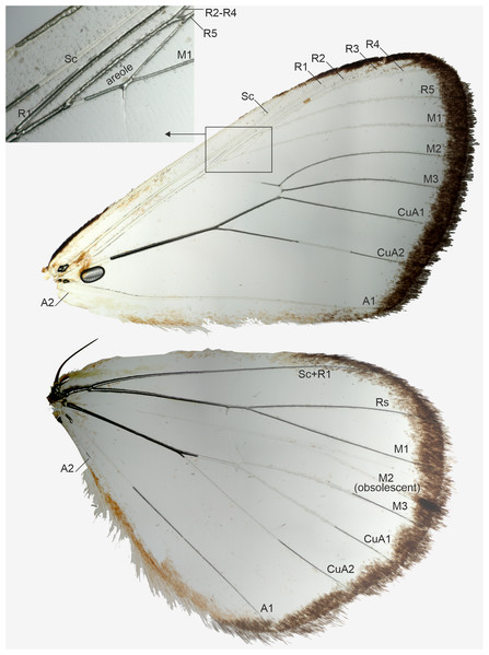 Wing venation of a male, belonging to Aletopus dargei group.