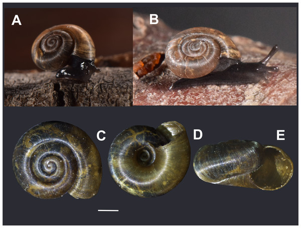 External morphology of Stephadiscus lyratus shell and live animal.