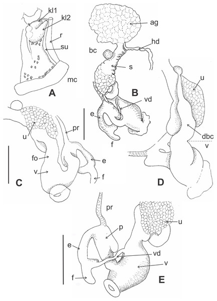 Morphology of pallial and reproductive systems of Stephadiscus lyratus.