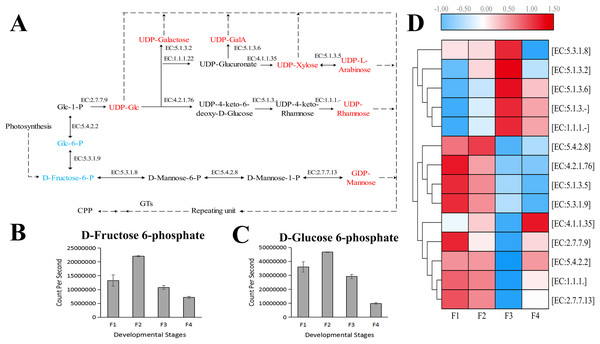 Putative biosynthesis pathway map and unigene expression pattern of Cyclocarya paliurus polysaccharide.