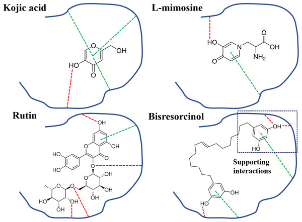 Binding modes of tyrosinase inhibitors.
