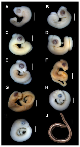 Embryonic development of Anguis fragilis.