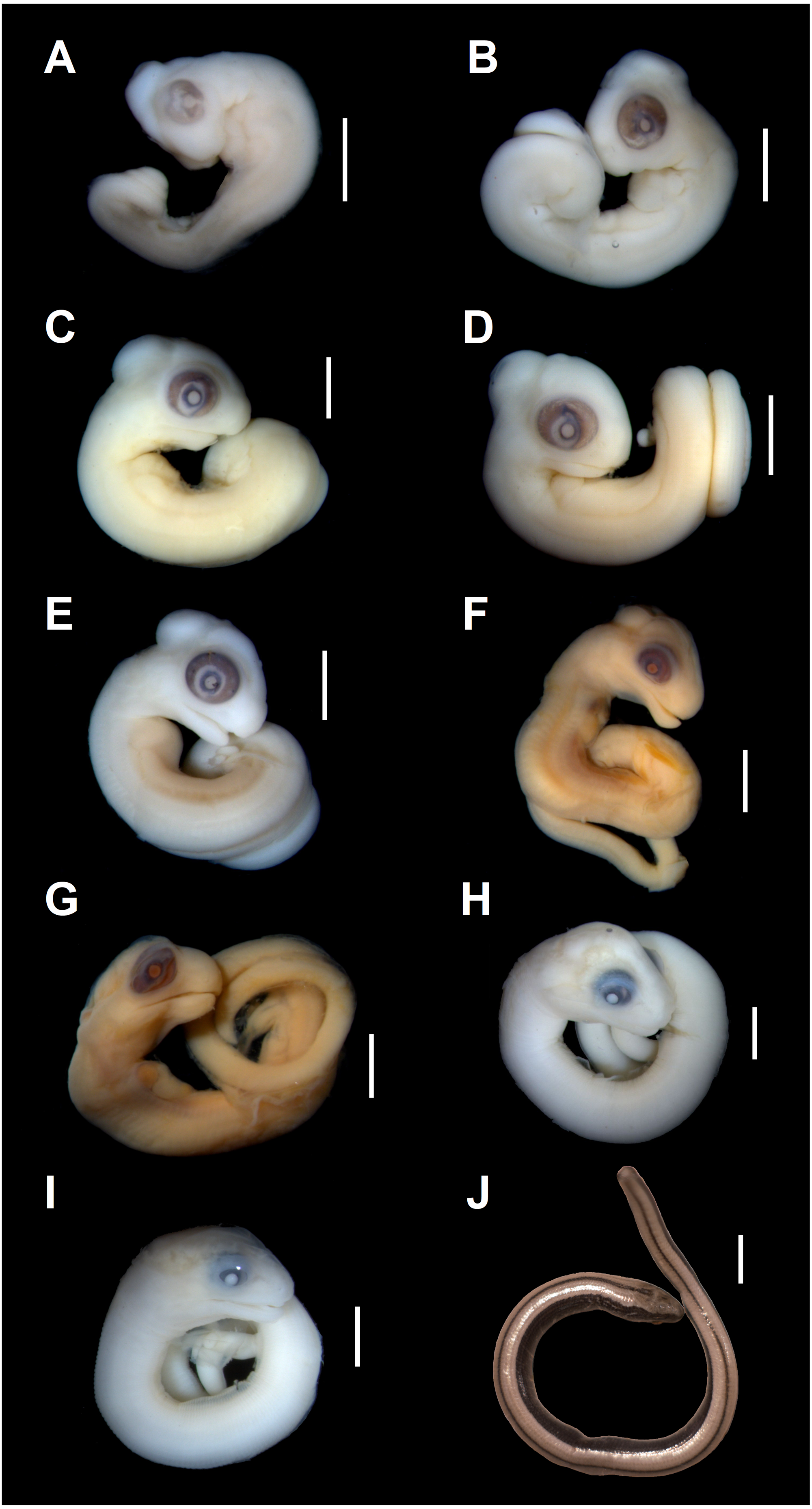snake embryo