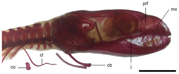 Skull of perinatal Anguis fragilis (MNHW-Reptilia-0310-4) in lateral view.