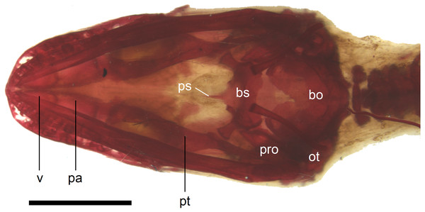 Skull of perinatal Anguis fragilis (MNHW-Reptilia-0310-4) in ventral view.