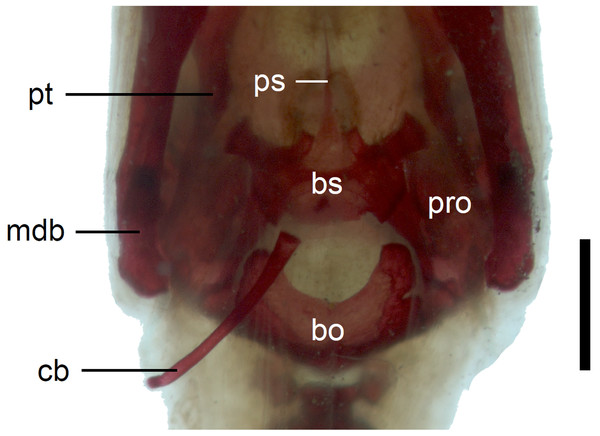 Braincase of perinatal Anguis fragilis (MNHW-Reptilia-0311-1) in ventral view.