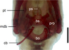 Embryonic development and perinatal skeleton in a limbless, viviparous ...