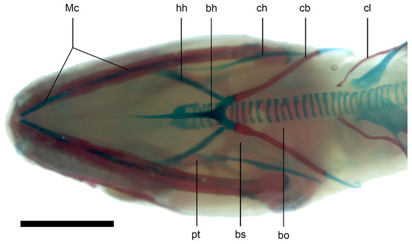 Skull of perinatal Anguis fragilis (MNHW-Reptilia-0312) in ventral view.