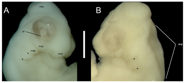 Morphological details of an Anguis fragilis embryo.