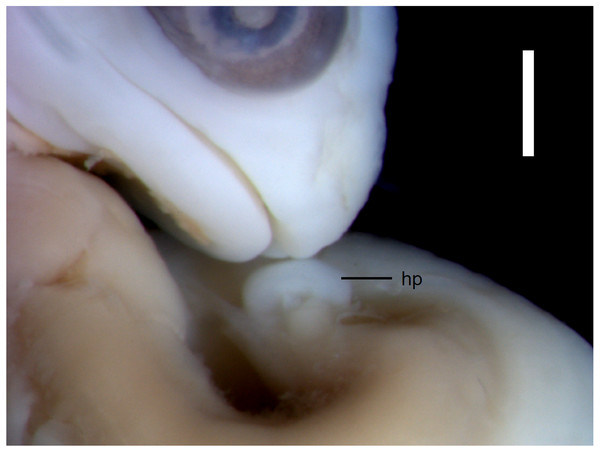 Morphological details of an Anguis fragilis embryo.