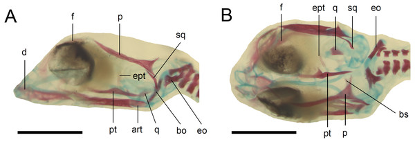 Skull of the double-stained state 6 embryo of Anguis fragilis.