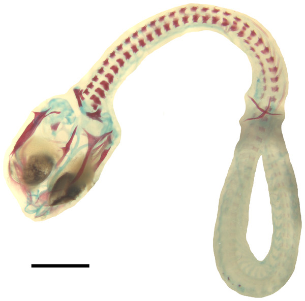 Double-stained state 6 embryo of Anguis fragilis in dorsal view.