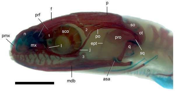 Skull of perinatal Anguis fragilis (MNHW-Reptilia-0312) in lateral view.