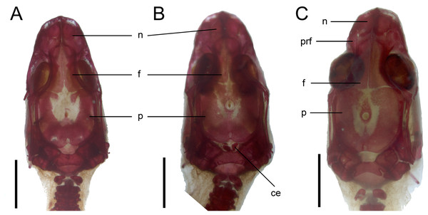 Development of the skull roof in perinatal Anguis fragilis in dorsal view.