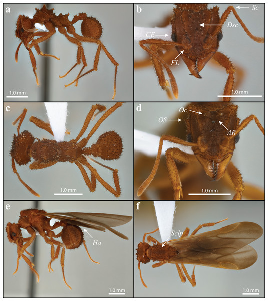Mycetomoellerius mikromelanos sp. nov. type (A–C) and gyne paratype (D–F) specimens.