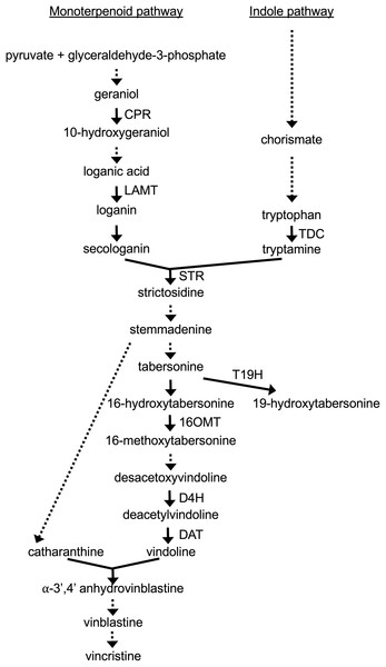 TIA biosynthetic pathway in C. roseus.