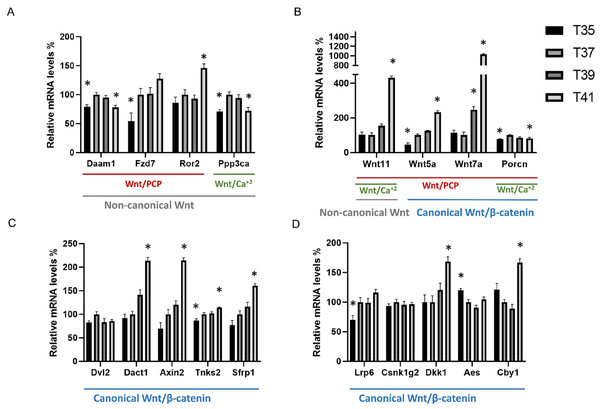 Differentially expressed Wnt-related transcriptions under heat and cold stress.