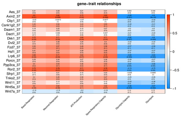 Correlation matrix of Wnt related genes expression and energy metabolism at 37 °C.