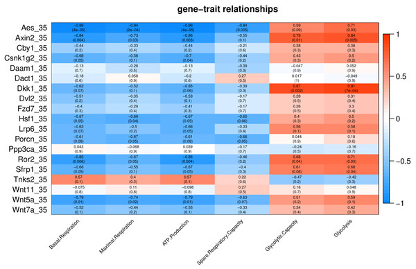 Correlation matrix of Wnt related genes expression and energy metabolism at 35 °C.