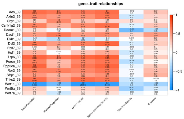 Correlation matrix of Wnt related genes expression and energy metabolism at 39 °C.