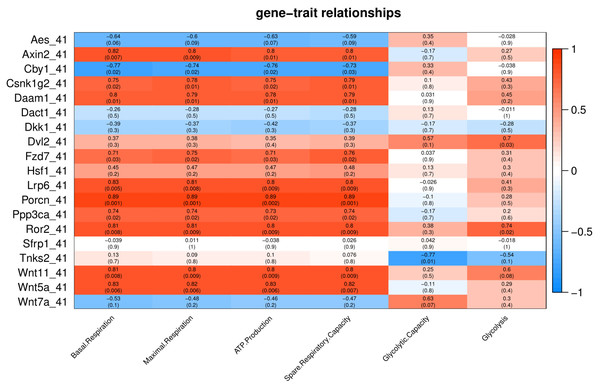Correlation matrix of Wnt related genes expression and energy metabolism at 41 °C.