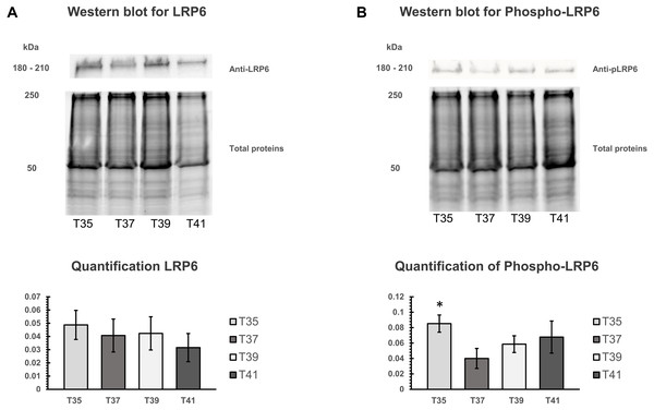 Western blot of LRP6 and phosphorylation of LRP6 under temperature stress.