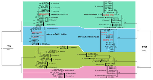 Phylogenetic relationships of species of the genus Heterorhabditis using the maximum likelihood method to generate the phylogenetic trees.