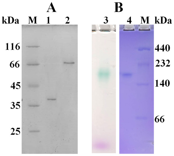 SDS-PAGE (A) and native 3–15% gradient PAGE (B) of laccase from C. japonicas.