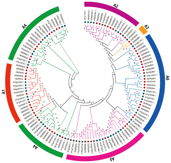 Phylogenetic tree of DREB proteins among Arabidopsis and S. tuberosum.