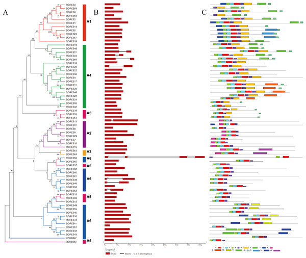 Analysis of phylogenetic evolutionary relationship, intron-exon organization and protein motif patterns of StDREBs.