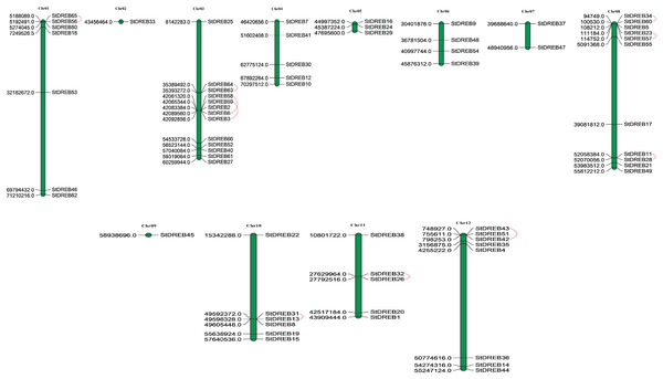 Genomic distribution of 66 StDREB genes across 12 potato chromosomes.