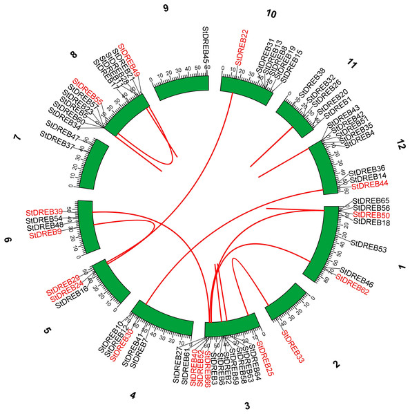 Segmental gene duplication events exhibited by StDREB genes across 12 potato chromosomes.