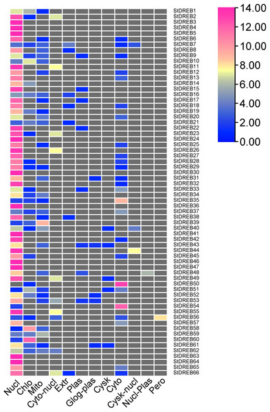 Heat map of subcellular localization predictions for 66 StDREB proteins.