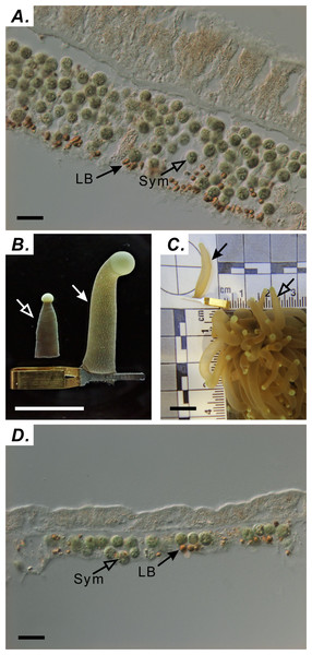 Using capillary clips to fix tentacle-tissue architecture.
