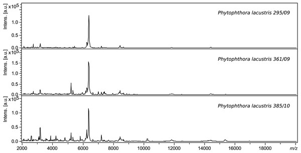 Protein spectra of different strains of P. lacustris.