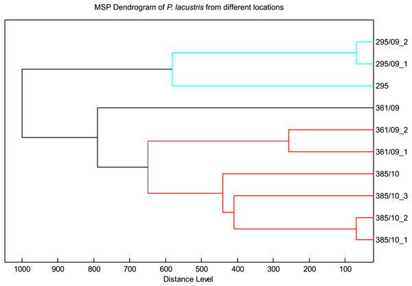 MSP dendrogram of P. lacustris from different locations.