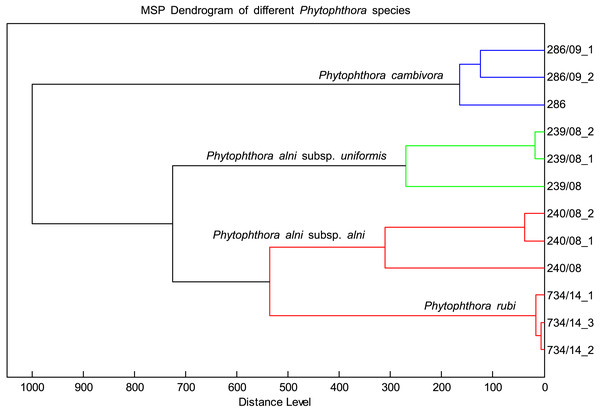 Distribution of different species with similar spectral profiles according to MSP dendrogram cluster analysis.