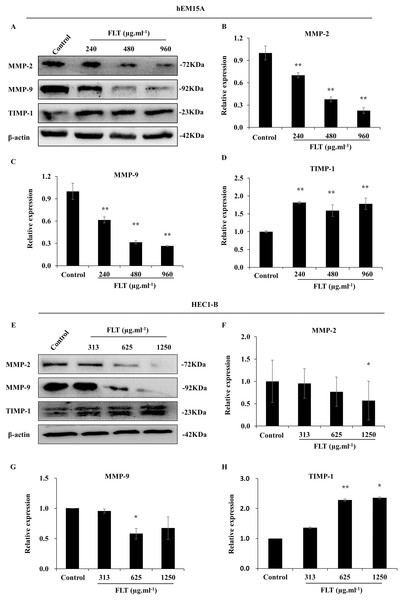 Modification of MMP/TIMP signaling protein treating with FLT for 24h.